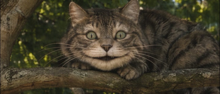 A Smile That Knows the Rules